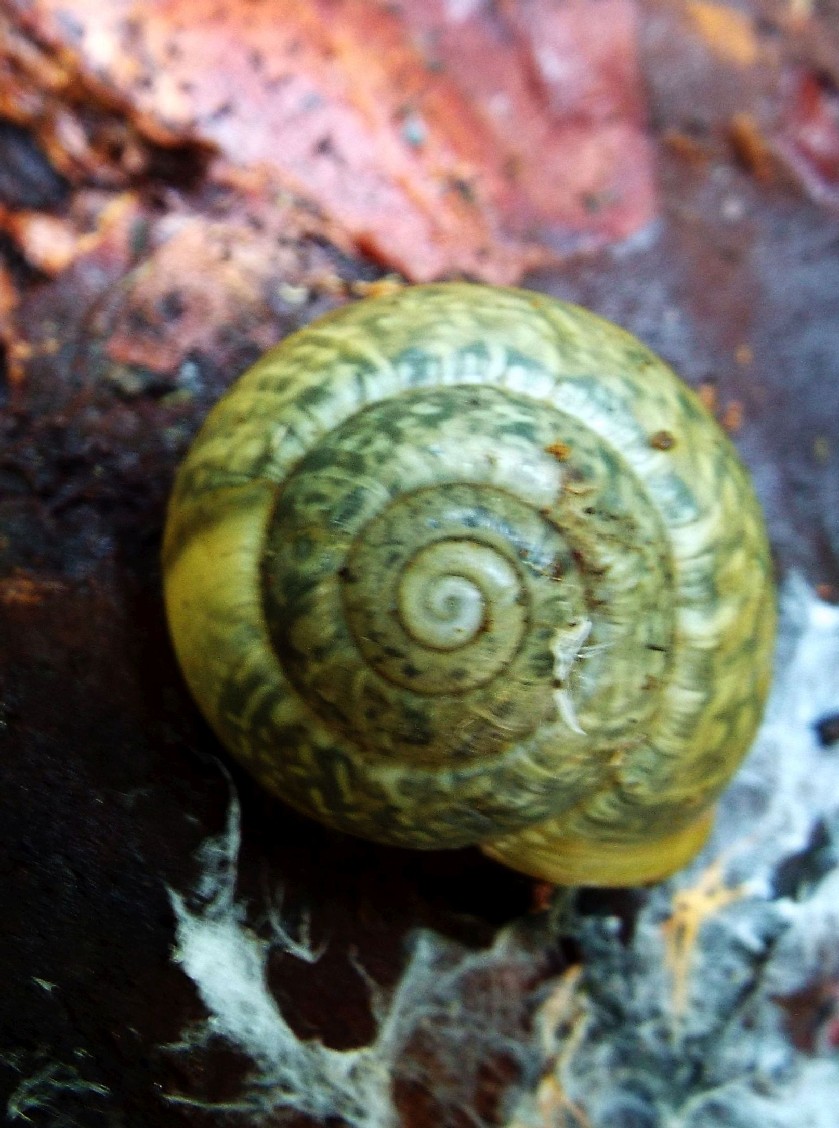 Chiocciole da identificare: Arianta arbustorum